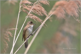 <p>RÁKOSNÍK VELKÝ (Acrocephalus arundinaceus)/Great reed warbler – Drosselrohrsänger/</p>